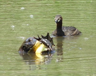 �키�E�V�K�G�����Ȃ��߂�