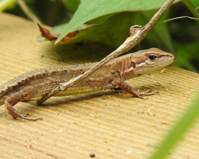 ���f��̃J�i�w�r