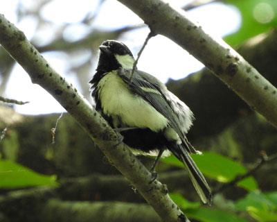 �Ă͌���V�W���E�J��