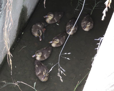 �҂�҂�J���K��