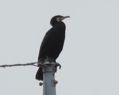 �c��ڂł͒����̃J���E