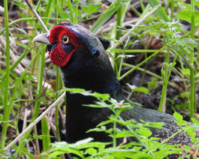 �炪���킢�L�W