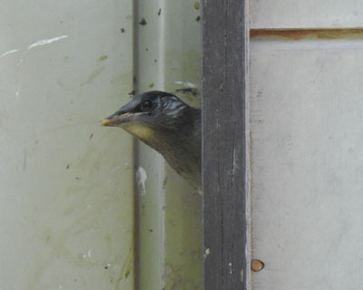 ������������Ă�