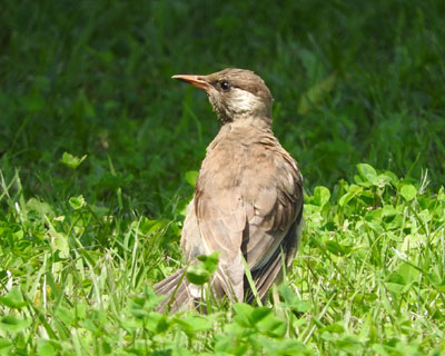 ������l�ł��͂�