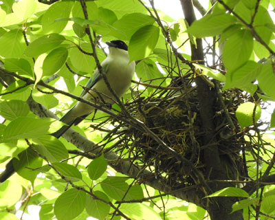 �I�i�K�̑�