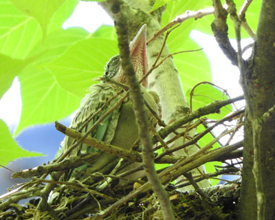 �ق�ƂɃI�i�K�H