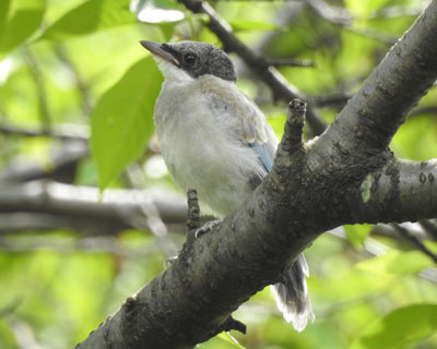 ���������ł�������