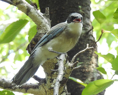 �����ۂ��L�тĂ���