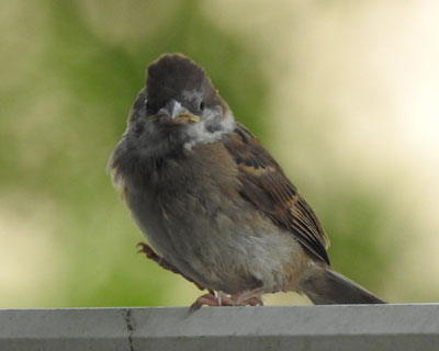 �����グ��