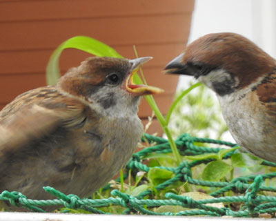 ���͂�����炤