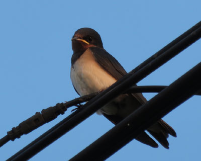 ���̎q�����͂�҂�