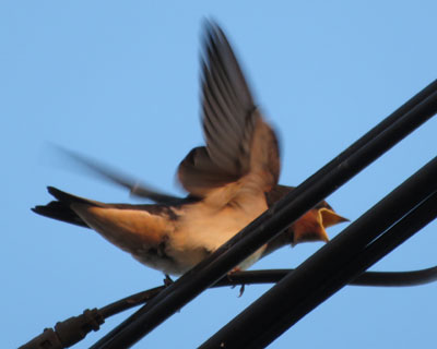 �e������