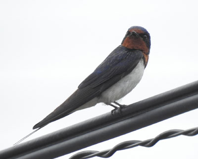 �I�g�i�����܌�