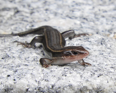 �g�J�Q�͈ӊO�ɒ�����