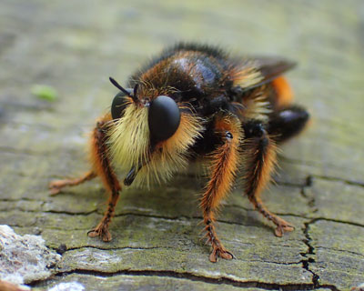 �`���C���I�I�C�V�A�u