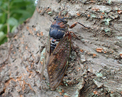 �A�u���[�~��D��