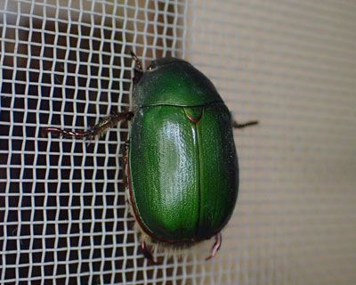 �Ԍ˂ɃA�I�h�E�K�l