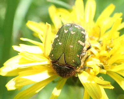 �R�A�I�n�i���O������