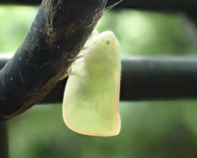 �X�P���g���A�I�o�n�S����