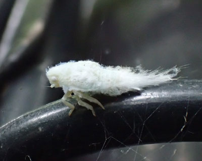 �A�I�o�n�S�����ӂ�ӂ�c��