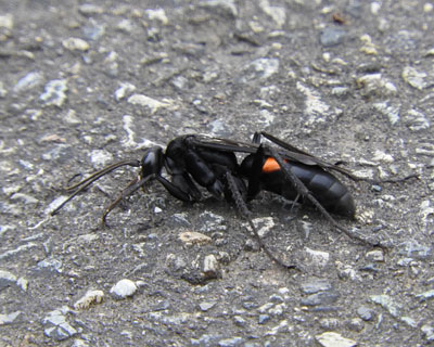 �I�I�����N���x�b�R�E