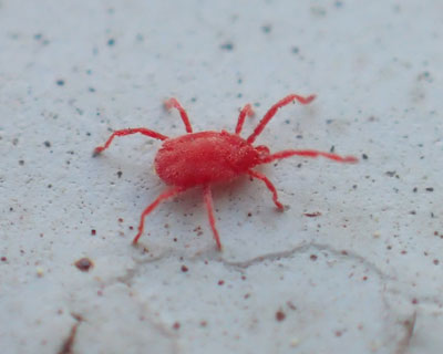 �^�J���_�j