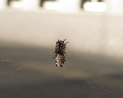 �����ɕ����M�����b�L�S�~�O��