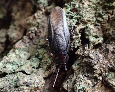 �S�L�u���ۂ��̂�