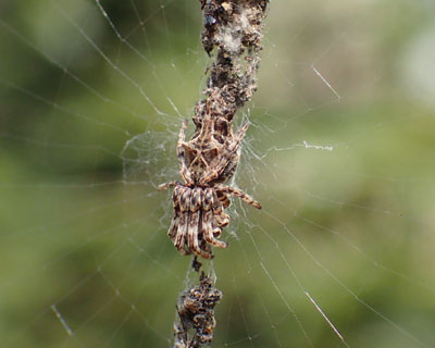 �悭�����Ȃ��S�~�O��