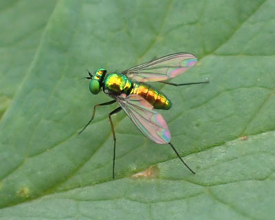 �A�V�i�K�o�G�̂ǂꂩ