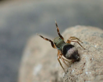 �o���U�[�C�̃A�I�I�r�n�G�g��