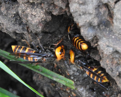 ���t�ɏW�܂�I�I�X�Y���o�`