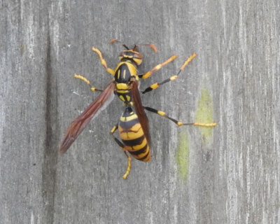 �L�A�V�i�K�o�`