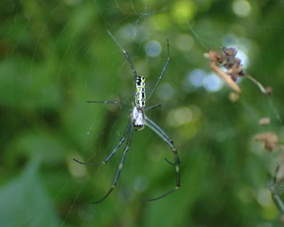 �W�����E�O���̎q