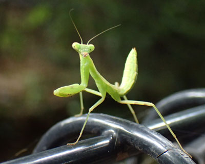 �n���r���J�}�L���̎q