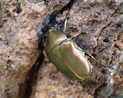 �J�i�u���������ς�