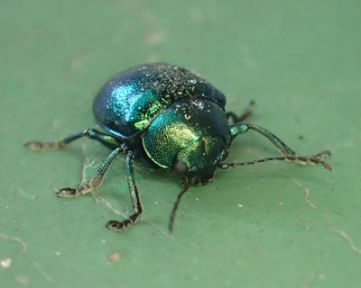 �������e�J�e�J�b��