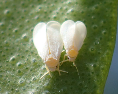 ���ǂ��R�i�W���~