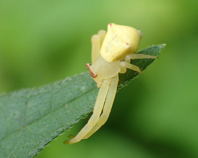 �A�Y�`�O���̃��X�H