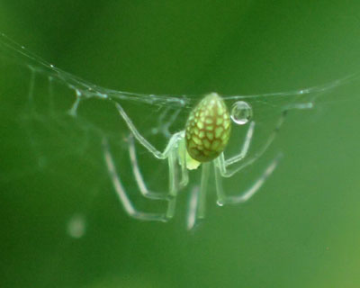 �E���R�A�V�i�K�O��