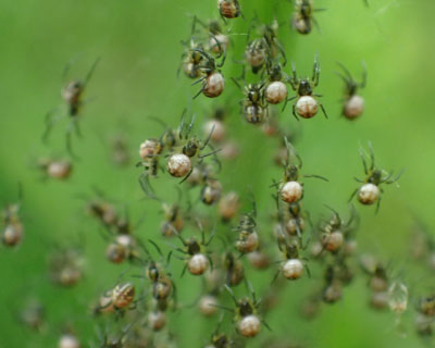 �U�炵�Ă݂�