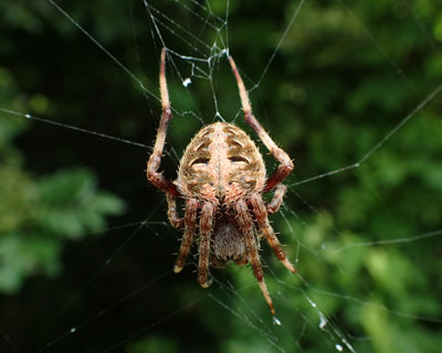 ���}�V���I�j�O�����ȁH