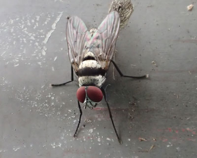 �N���I�r�n�i�o�G