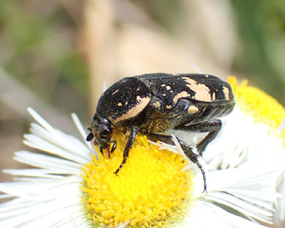 �N���n�i���O��