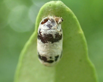 �z�E�l���^�����`�r�A���o�`�̖��H