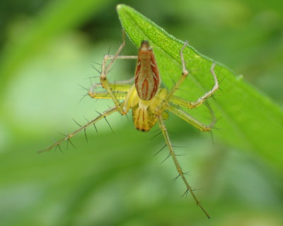 ���˖уT�T�O��