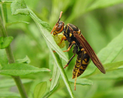 �Z�O���A�V�i�K�o�`