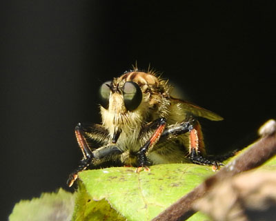 �V�I���A�u