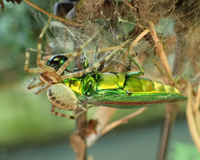 �N���ɐH����^�}���V