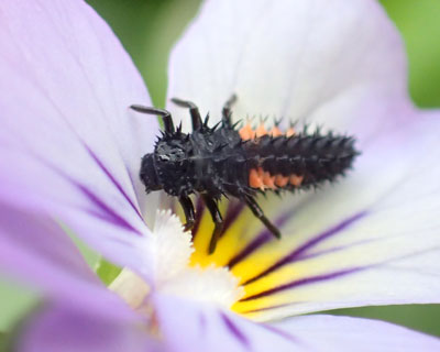 �e���g�E���V�̎q